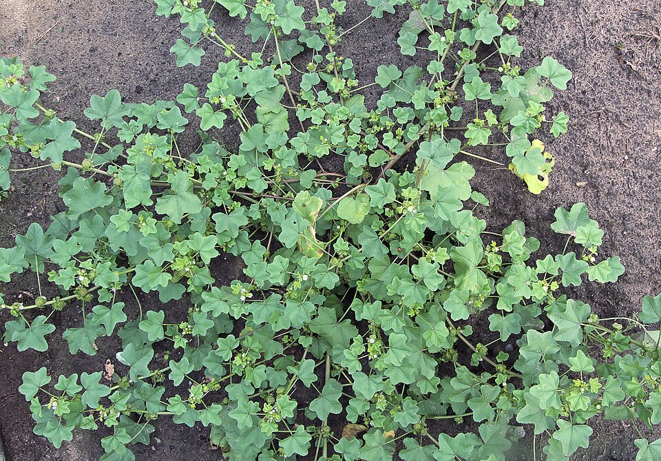 Malva parviflora (cheeseweed mallow) (alternate view 9)