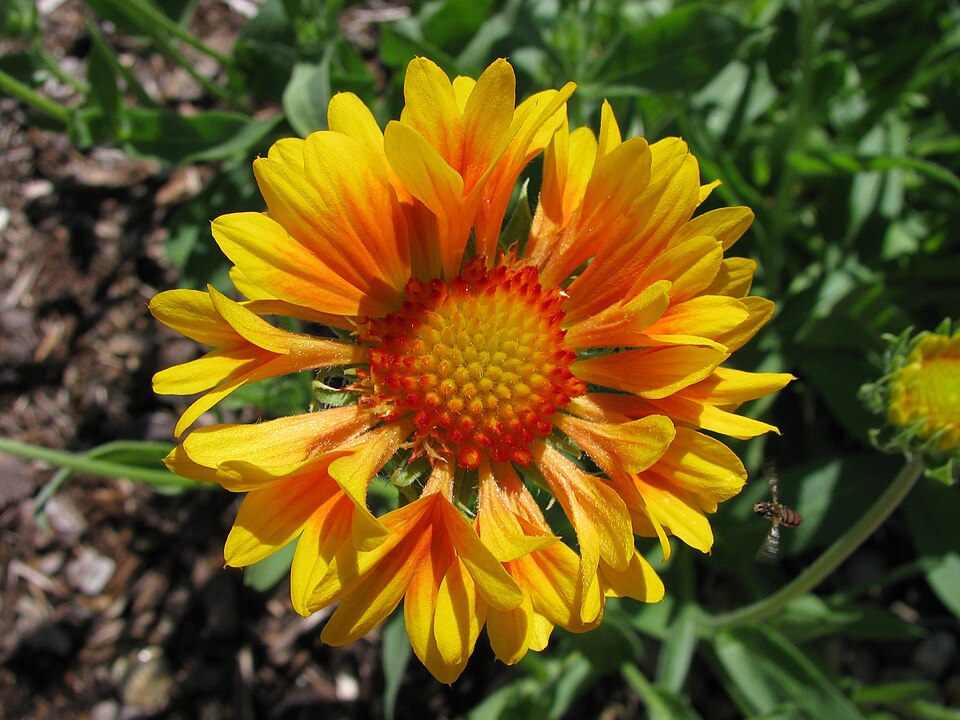 Gaillardia × grandiflora (Hybrid Blanketflower) (alternate view 9)