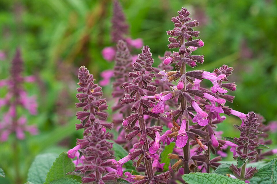 Stachys chamissonis (Coastal Hedge-nettle) (alternate view 8)
