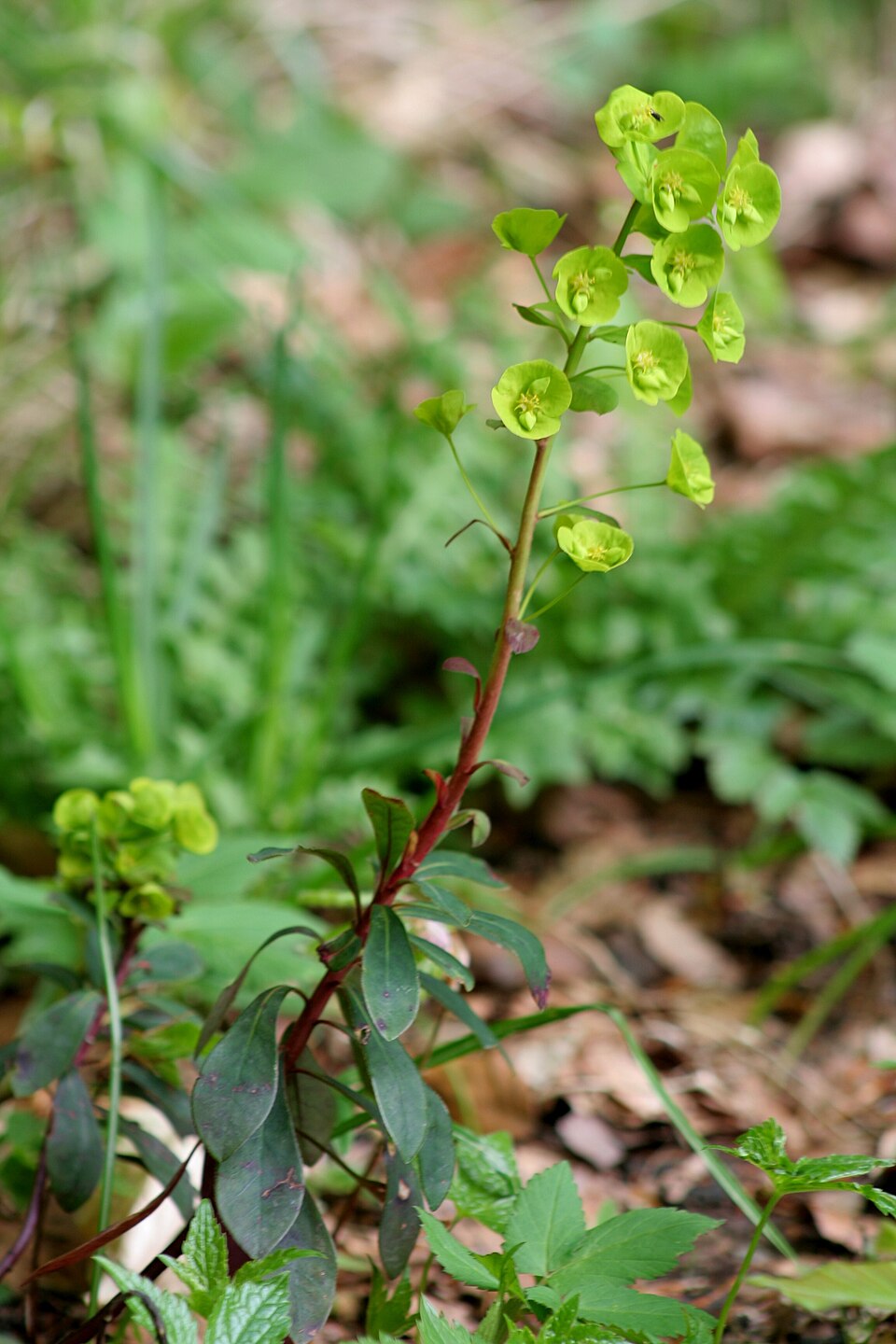 Euphorbia amygdaloides (wood spurge)