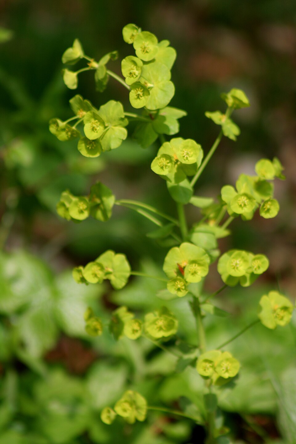 Euphorbia amygdaloides (wood spurge)