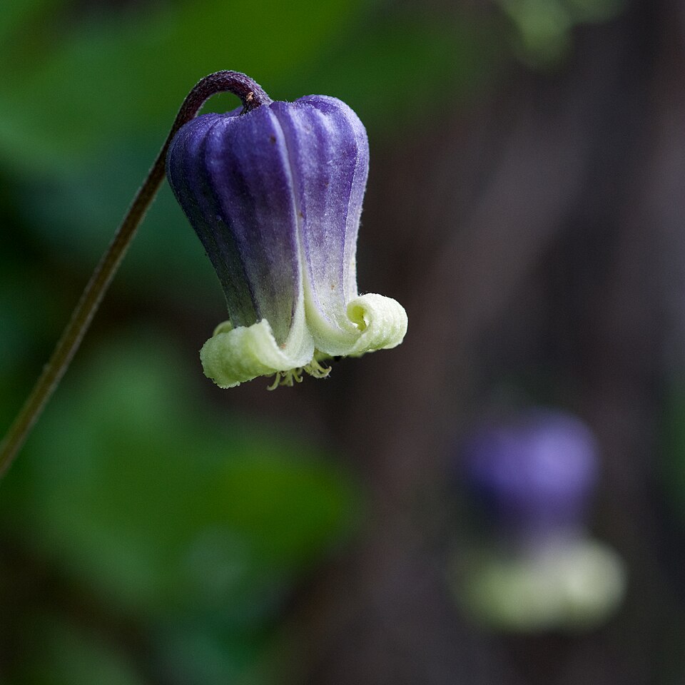 Clematis pitcheri (Pitcher's leatherflower) (alternate view 3)