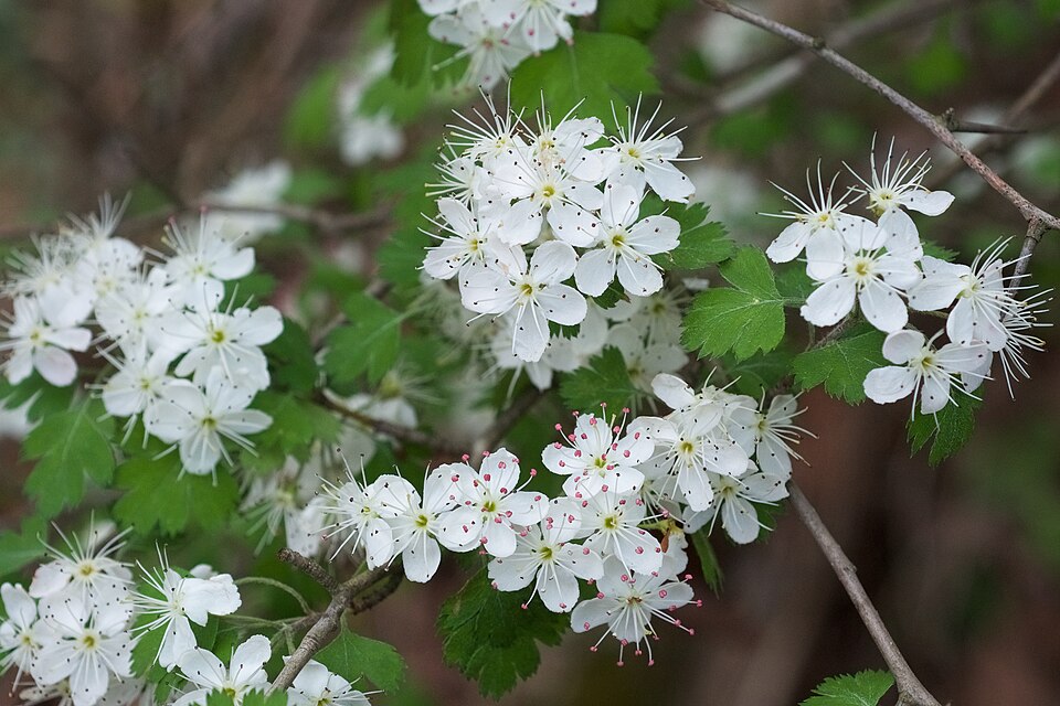 Crataegus marshallii (parsley hawthorn) (alternate view 6)