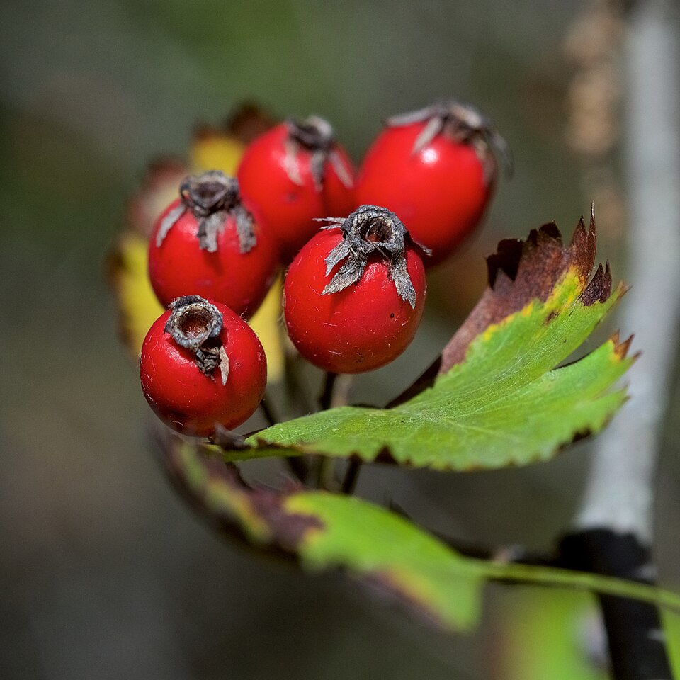 Crataegus marshallii (parsley hawthorn) (alternate view 7)