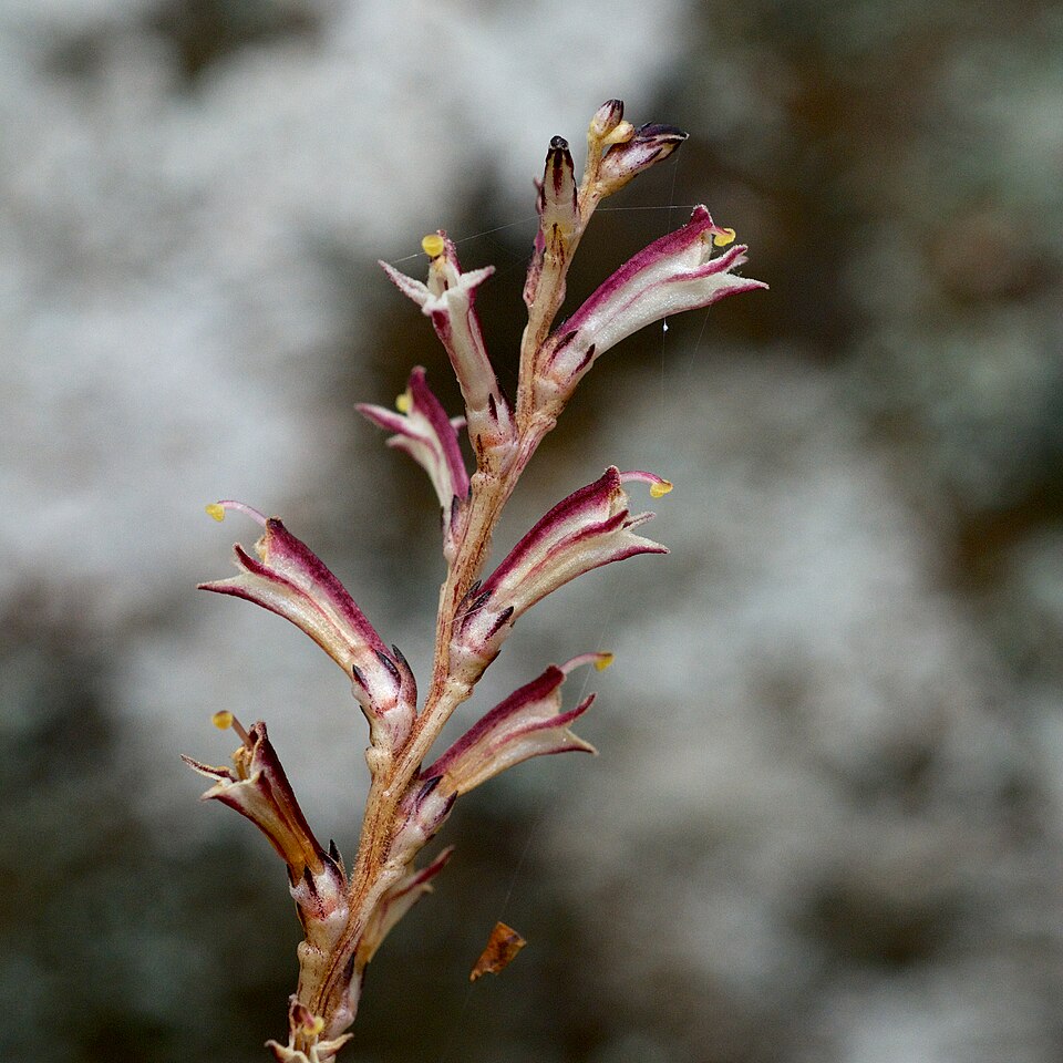 Epifagus virginiana (Beechdrops) (alternate view 4)