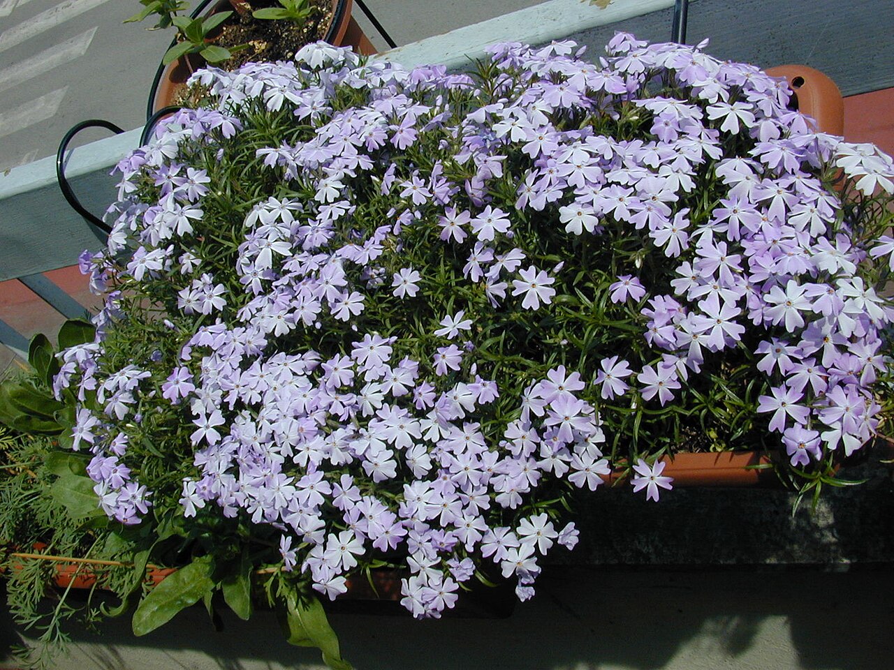 Phlox subulata, Creeping phlox — spreading evergreen (Polemoniaceae) (image 1 of 10)