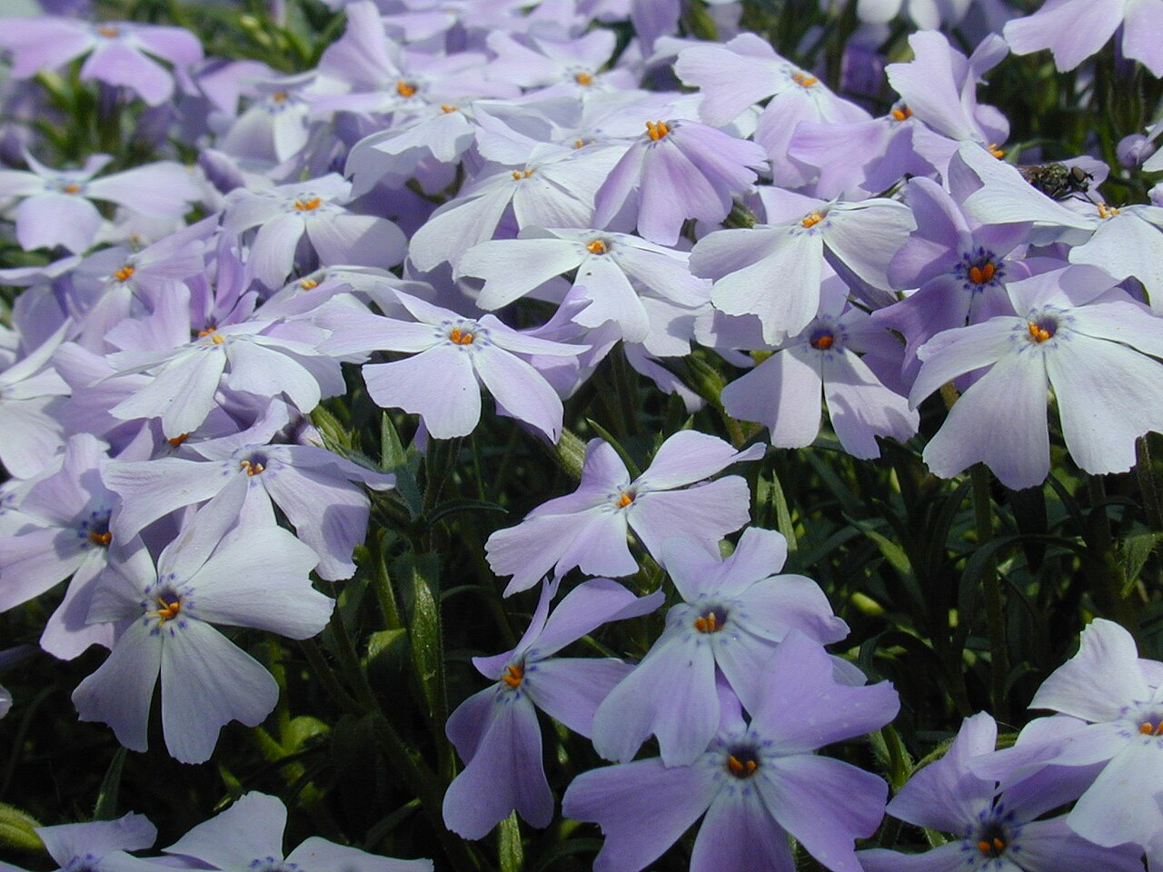Phlox subulata, Creeping phlox — spreading evergreen (Polemoniaceae) (image 2 of 10)
