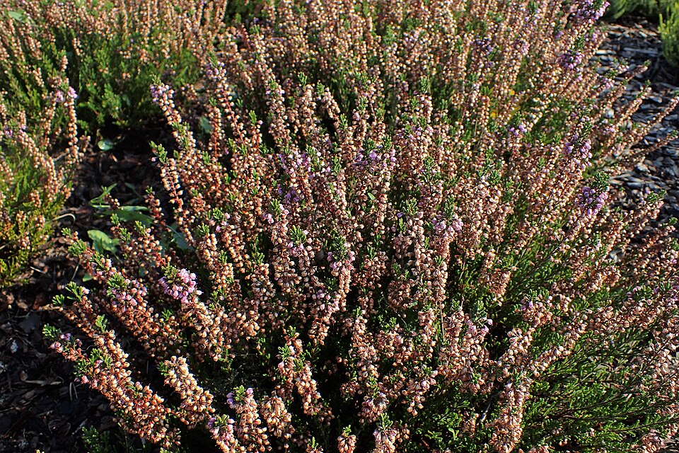 Calluna vulgaris 'Spring Torch' (Spring Torch Heather)