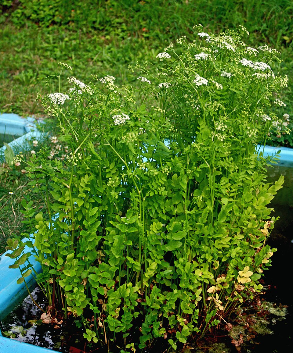 Berula erecta (cutleaf water parsnip)