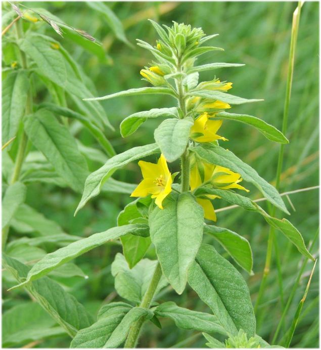 Lysimachia punctata (Dotted Loosestrife)