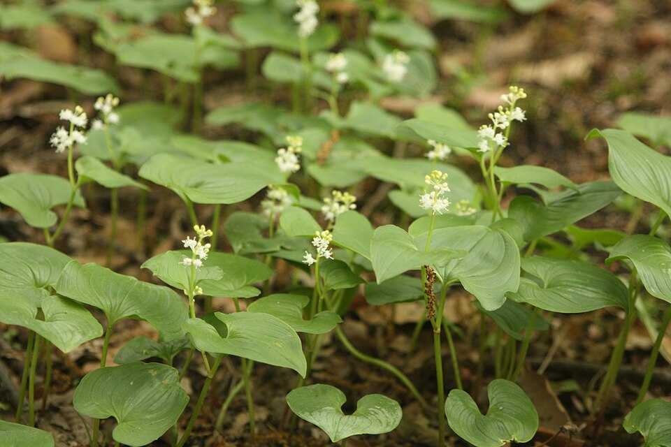 Maianthemum bifolium (May Lily)