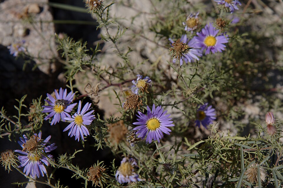 Machaeranthera tanacetifolia (Tahoka daisy) (alternate view 2)