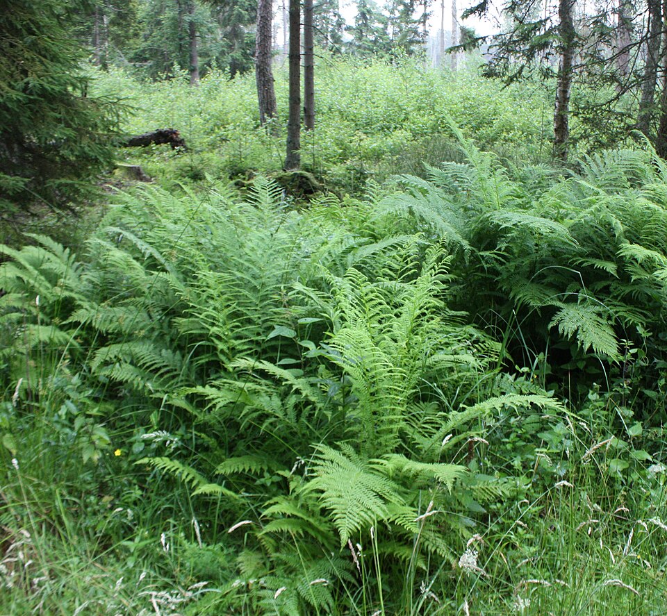 Dryopteris filix-mas (Male Fern) (alternate view 7)
