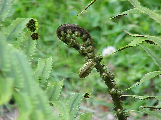 Dryopteris atrata (alternate view 6)