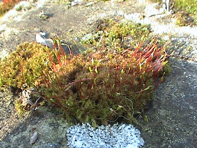 Ceratodon purpureus (Redshank)