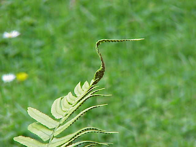 Dryopteris atrata (alternate view 7)