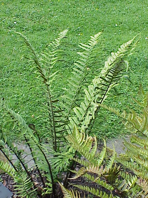 Dryopteris atrata (alternate view 8)