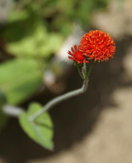 Emilia fosbergii (Red Tasselflower) (alternate view 6)