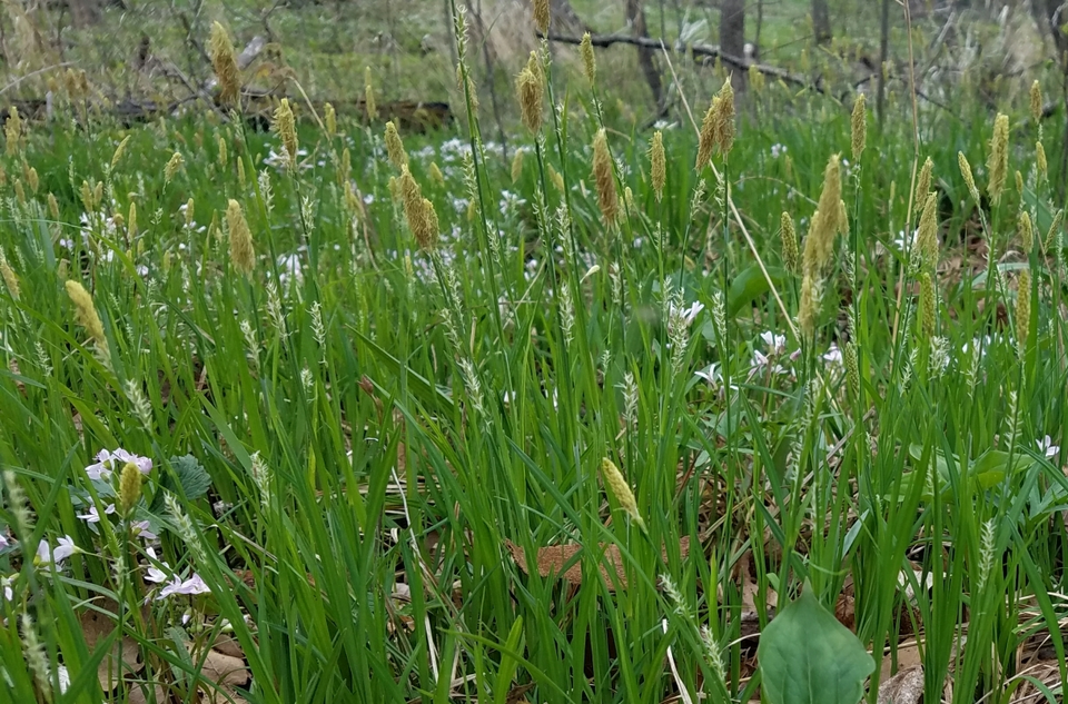 Carex woodii (Wood's Sedge) (alternate view 4)