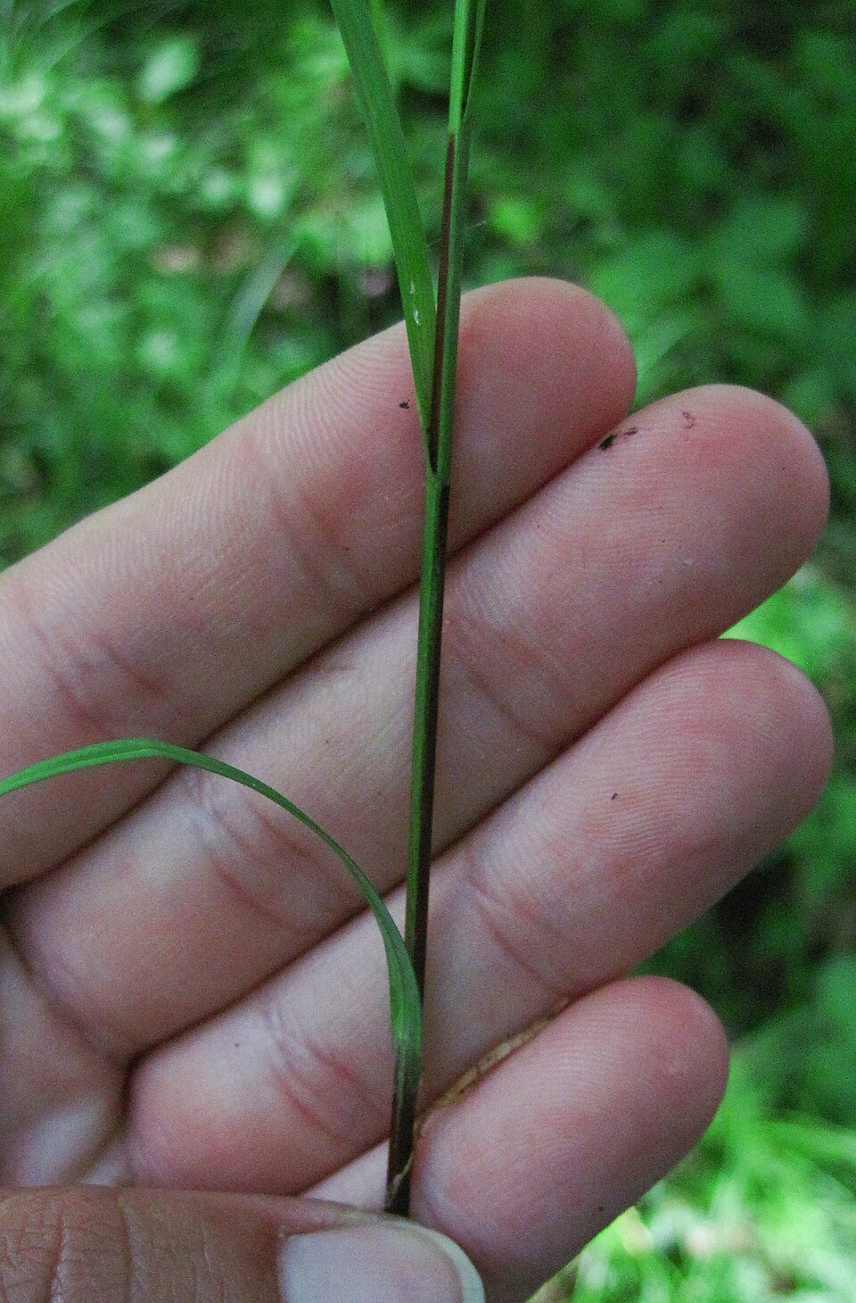 Carex woodii (Wood's Sedge) (alternate view 5)