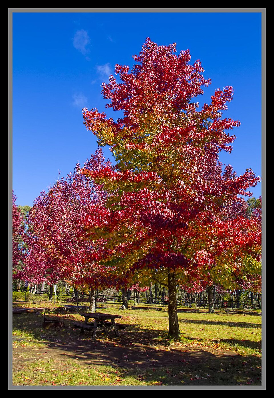 Liquidambar styraciflua (sweetgum) (alternate view 3)
