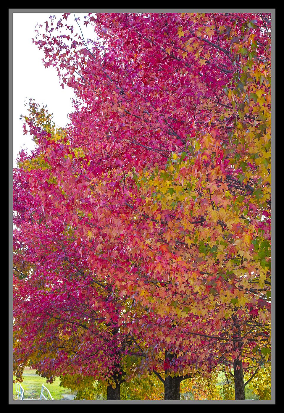 Liquidambar styraciflua (sweetgum) (alternate view 4)