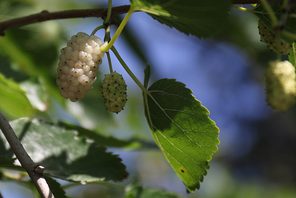 Morus (Mulberries) (alternate view 3)