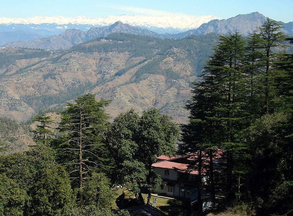Cedrus deodara (deodar cedar) (alternate view 11)