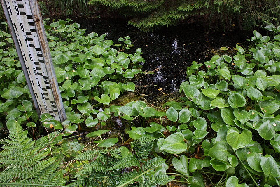 Calla palustris (marsh calla) (alternate view 9)