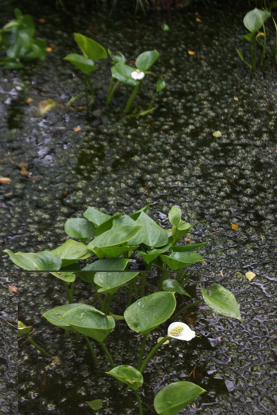 Calla palustris (marsh calla) (alternate view 10)