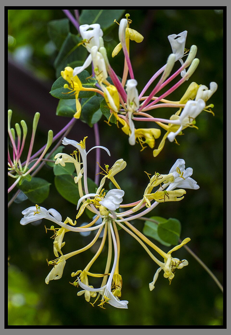 Lonicera (honeysuckles) (alternate view 7)