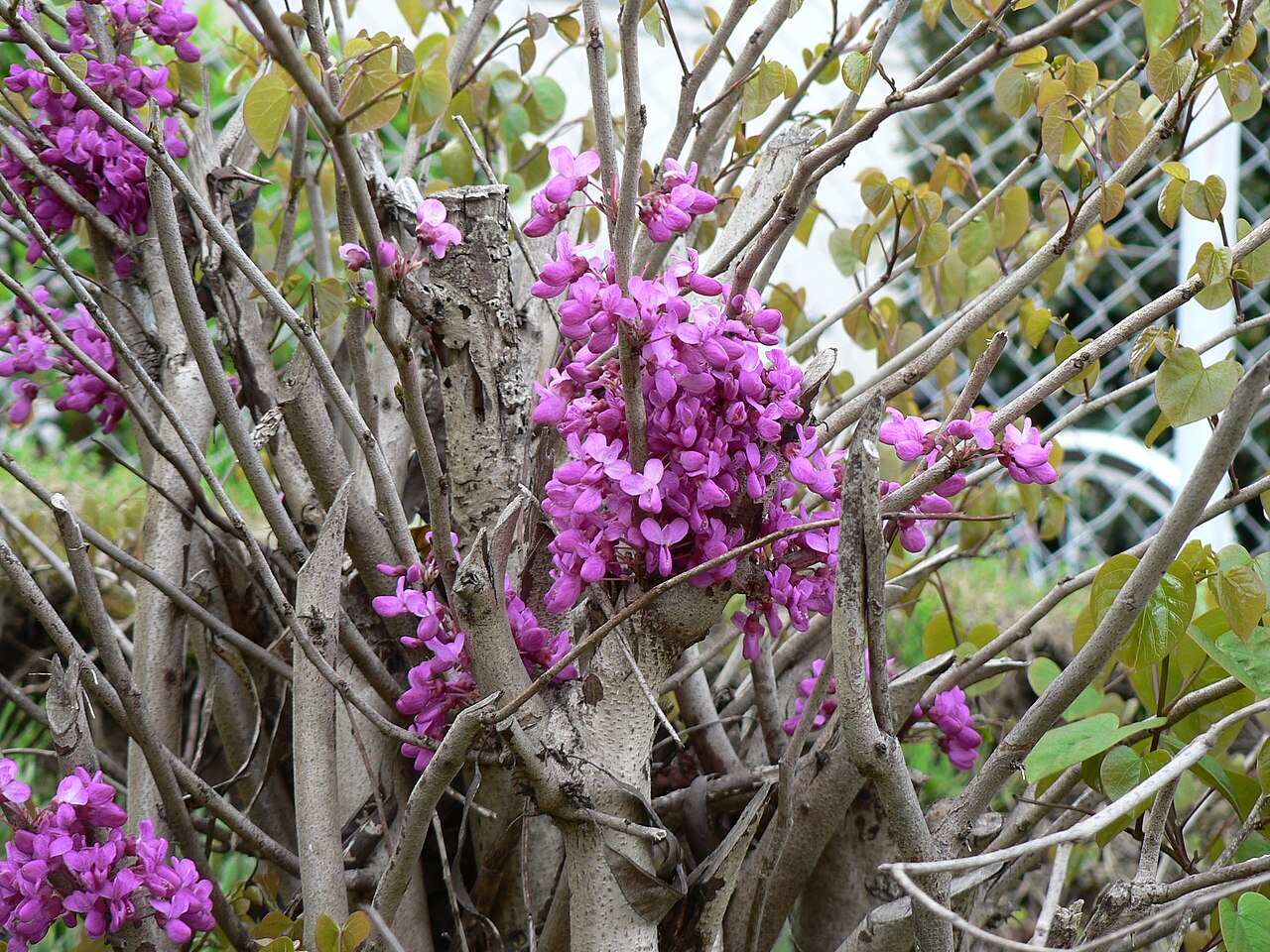 Cercis chinensis, Chinese redbud — upright deciduous (Fabaceae) (image 1 of 10)