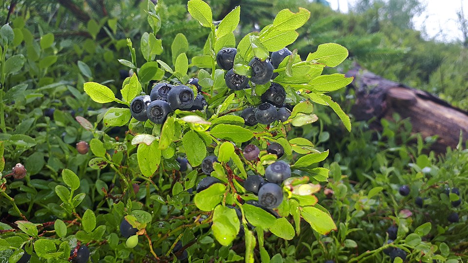 Vaccinium myrtillus (common bilberry)