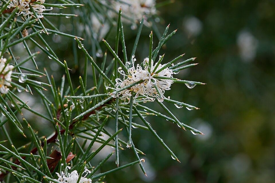 Hakea decurrens (Bushy Needlewood) (alternate view 8)
