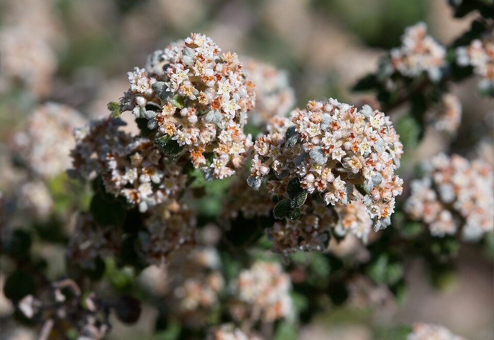 Spyridium parvifolium (Australian dusty miller) (alternate view 2)
