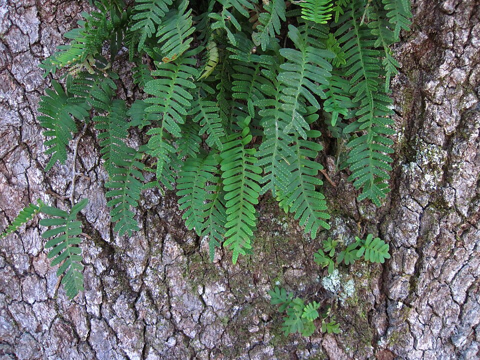 Pleopeltis michauxiana (resurrection fern)