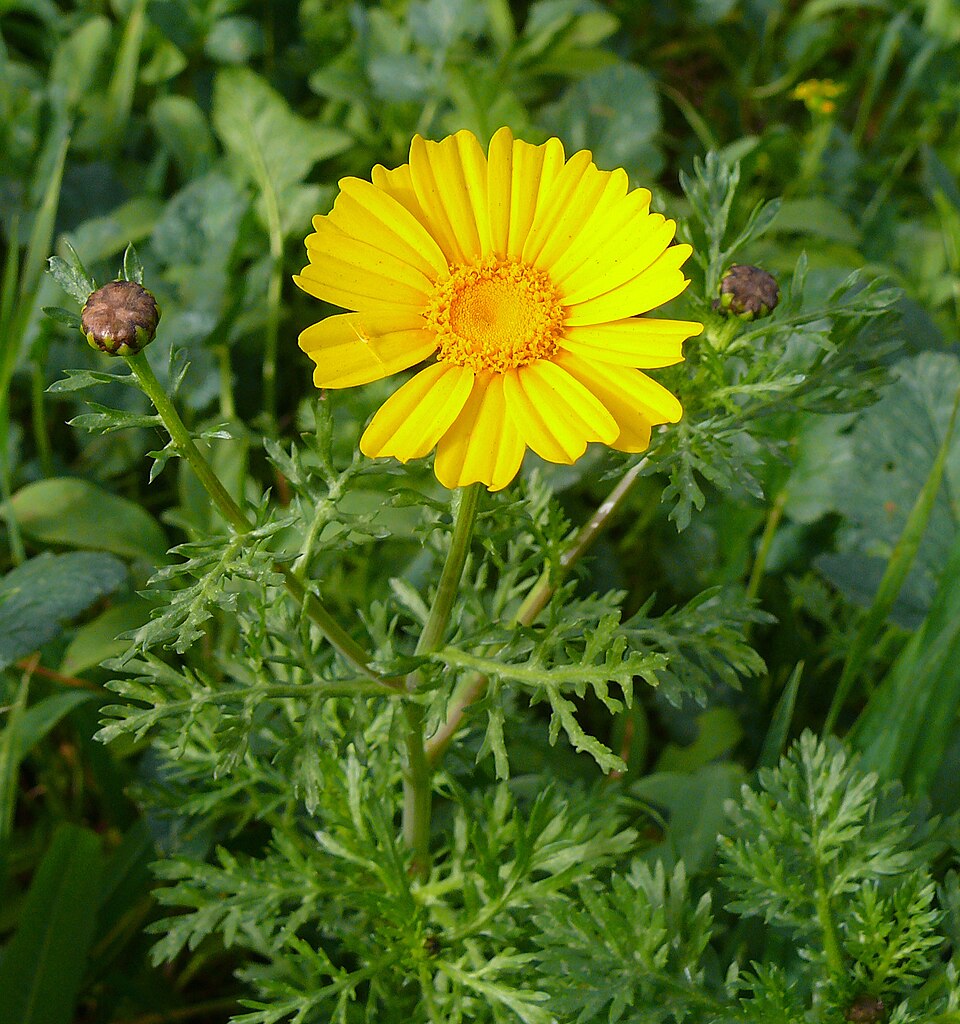 Glebionis coronaria (Garland Daisy)