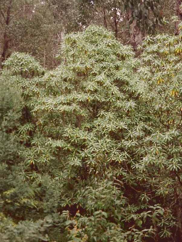 Bedfordia arborescens (Blanket Leaf)