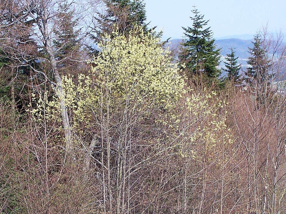 Salix caprea (goat willow)
