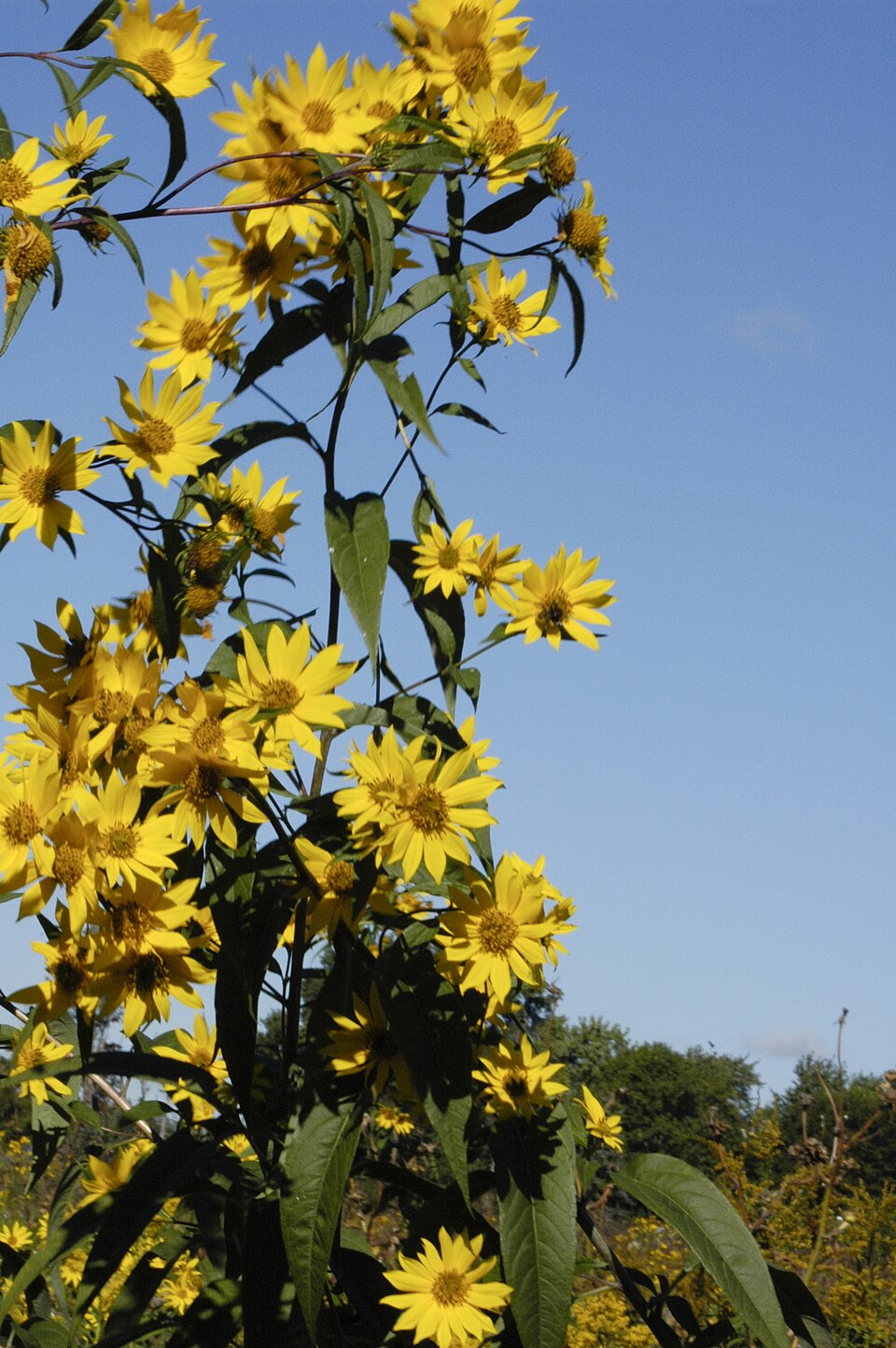 Helianthus grosseserratus (sawtooth sunflower) (alternate view 7)