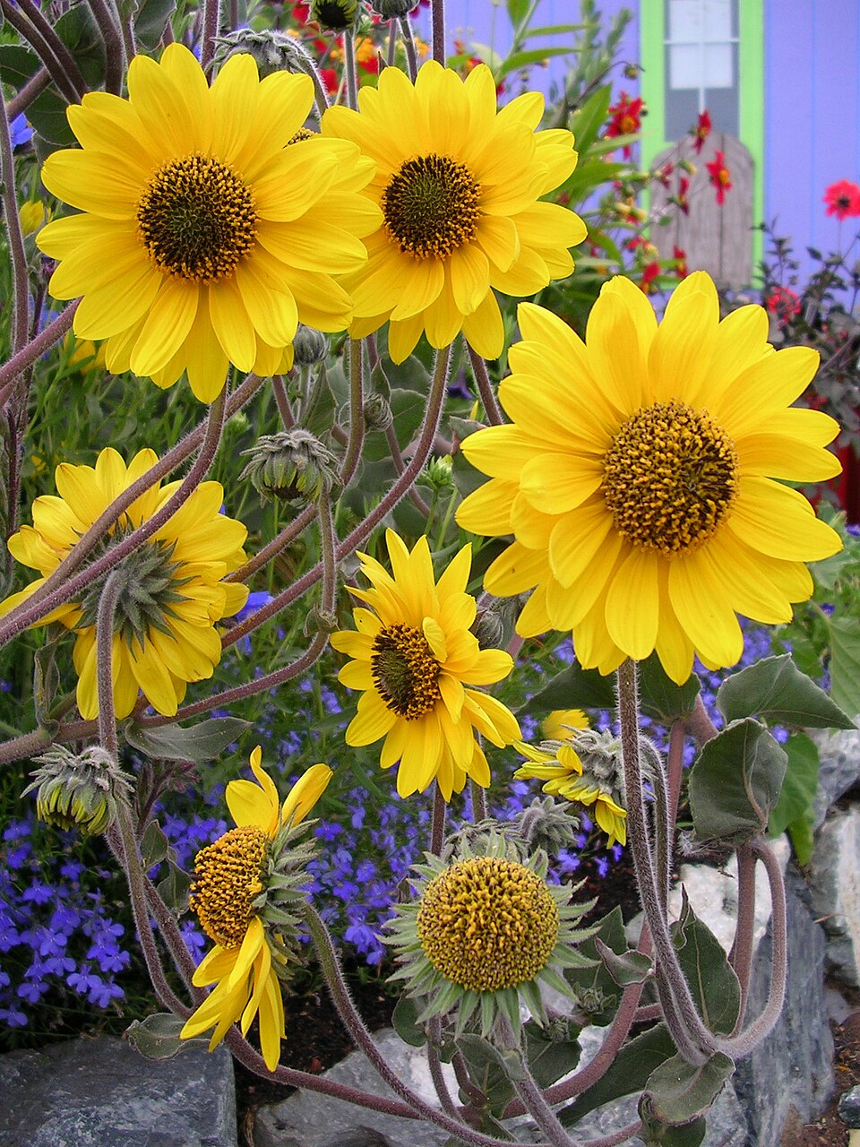 Helianthus mollis (ashy sunflower) (alternate view 6)