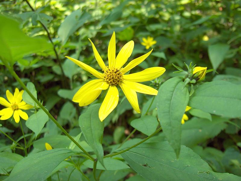 Helianthus strumosus (pale-leaved woodland sunflower) (alternate view 6)