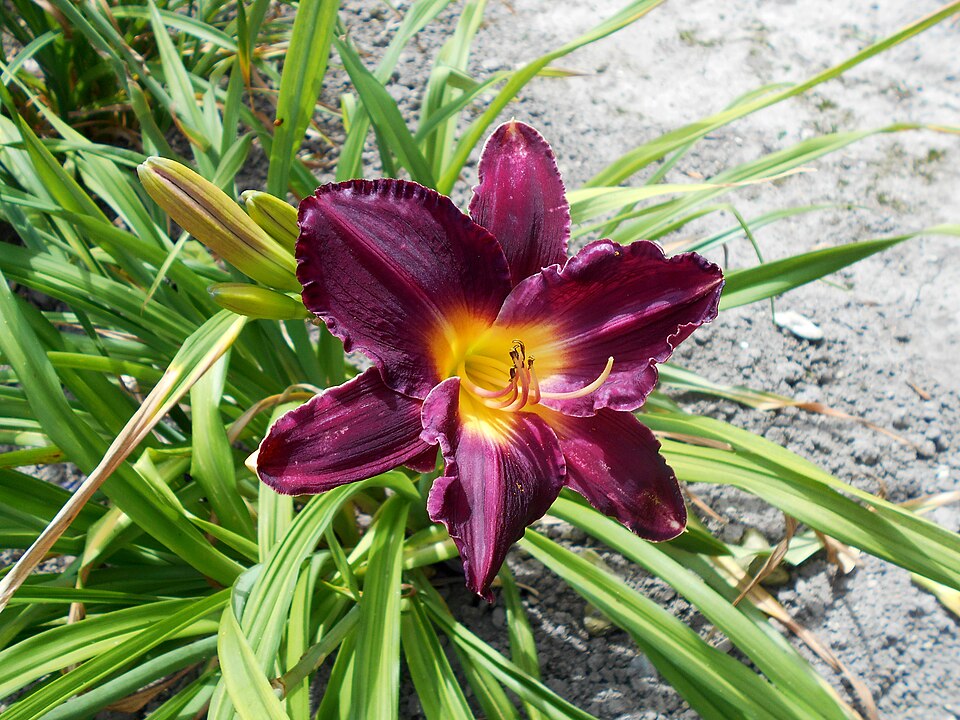 Hemerocallis 'Bela Lugosi' (Bela Lugosi Daylily) (alternate view 4)
