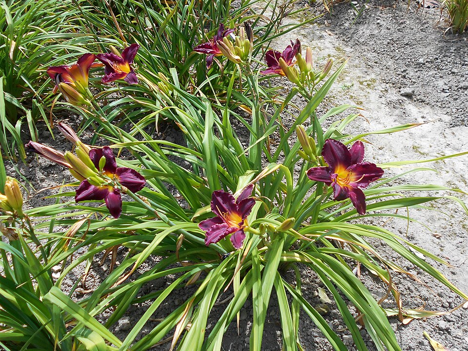 Hemerocallis 'Bela Lugosi' (Bela Lugosi Daylily) (alternate view 5)