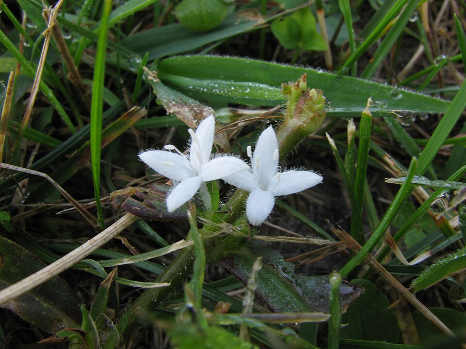 Diodia virginiana (buttonweed) (alternate view 6)