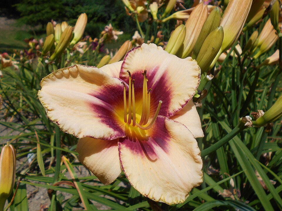 Hemerocallis 'Canadian Border Patrol' (Canadian Border Patrol Daylily) (alternate view 3)