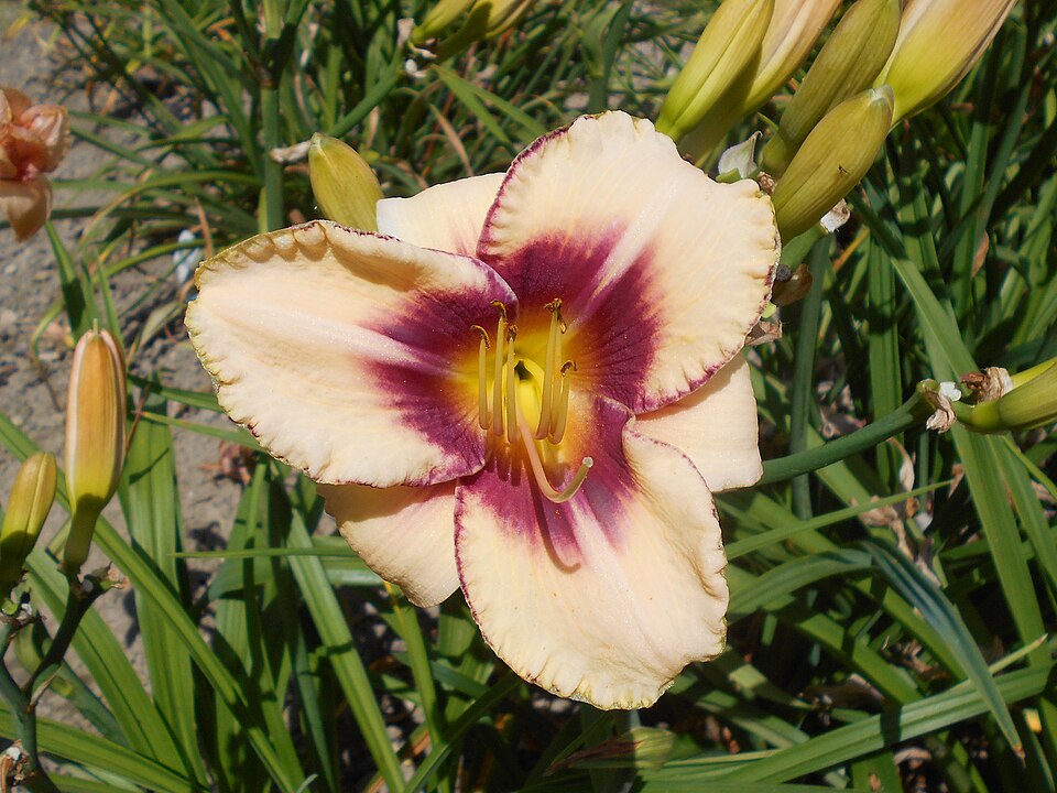 Hemerocallis 'Canadian Border Patrol' (Canadian Border Patrol Daylily) (alternate view 4)