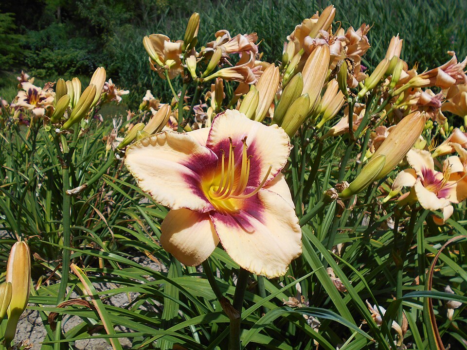 Hemerocallis 'Canadian Border Patrol' (Canadian Border Patrol Daylily) (alternate view 5)