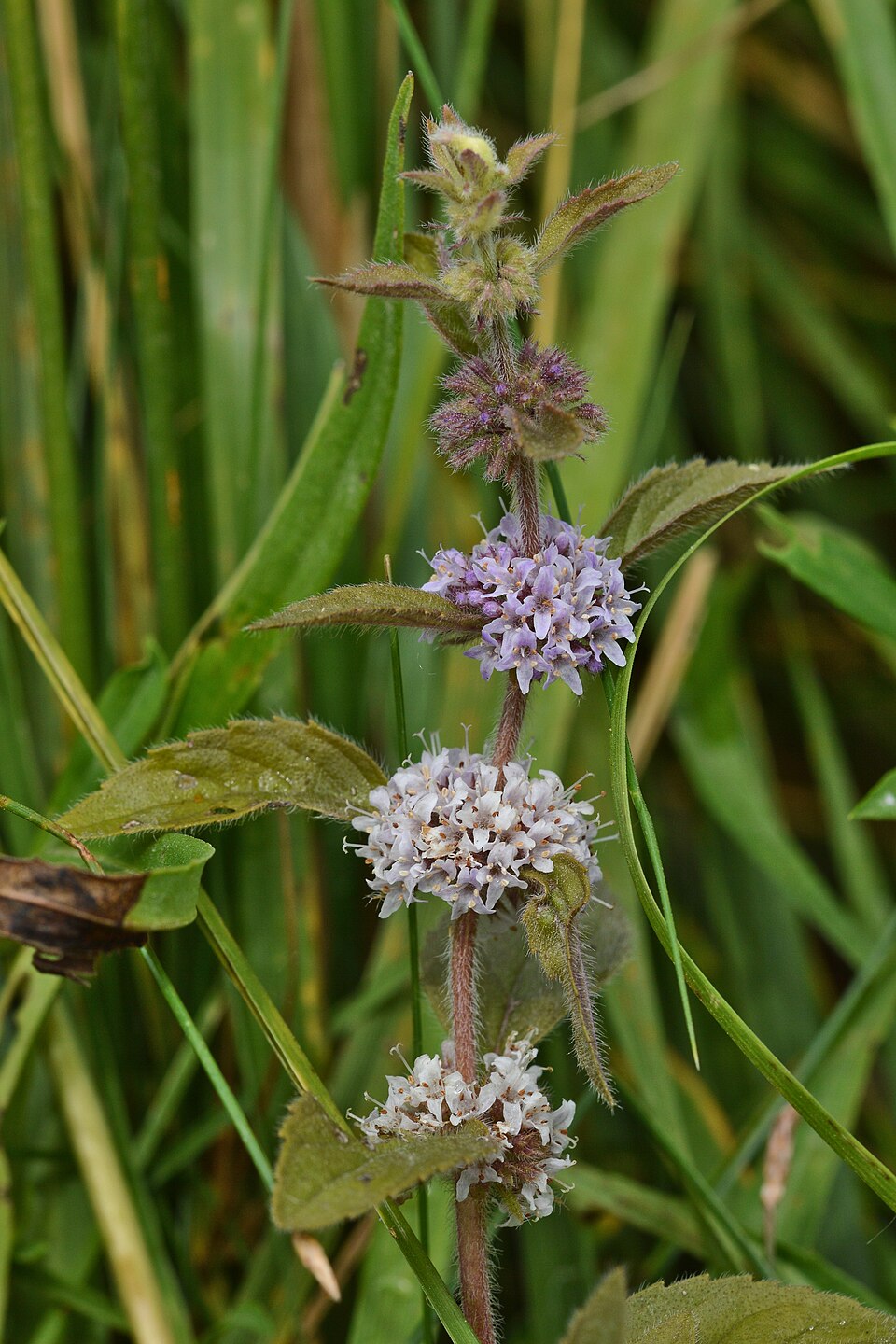 Mentha canadensis (Wild Mint) (alternate view 8)