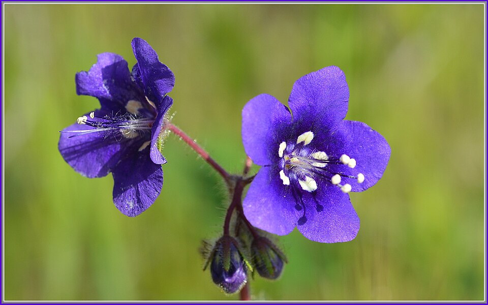Phacelia parryi (Parry's phacelia) (alternate view 10)